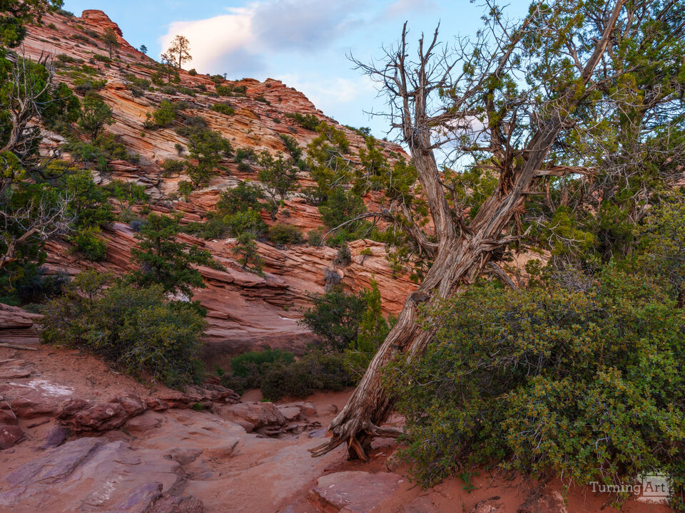 Hanging On By A Root