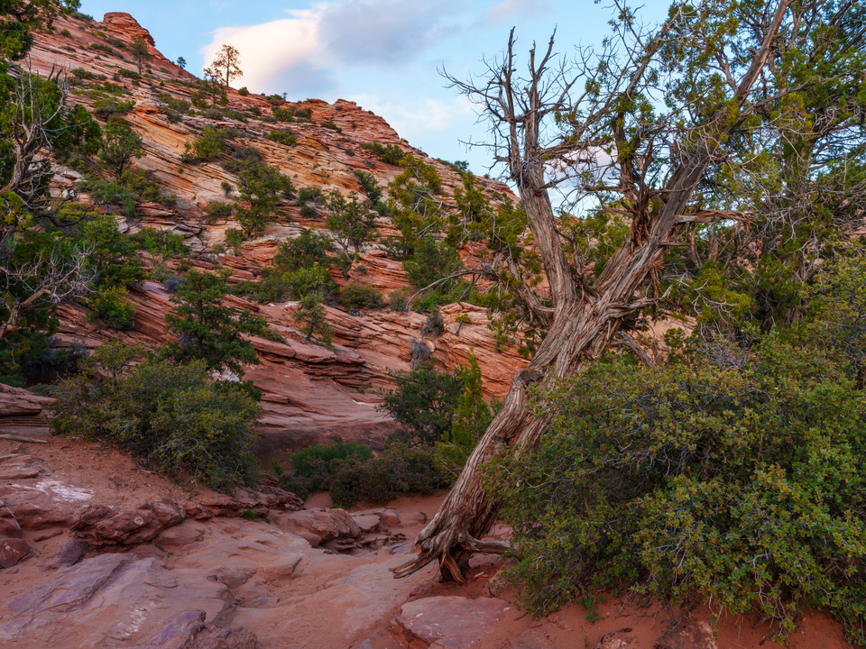 Hanging On By A Root