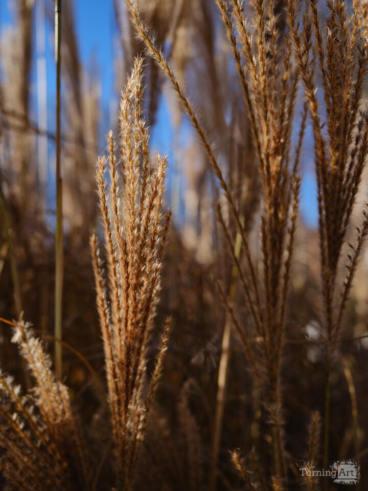 Autumn Grasses in Morning Light