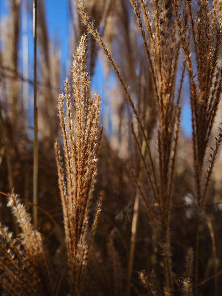 Autumn Grasses in Morning Light