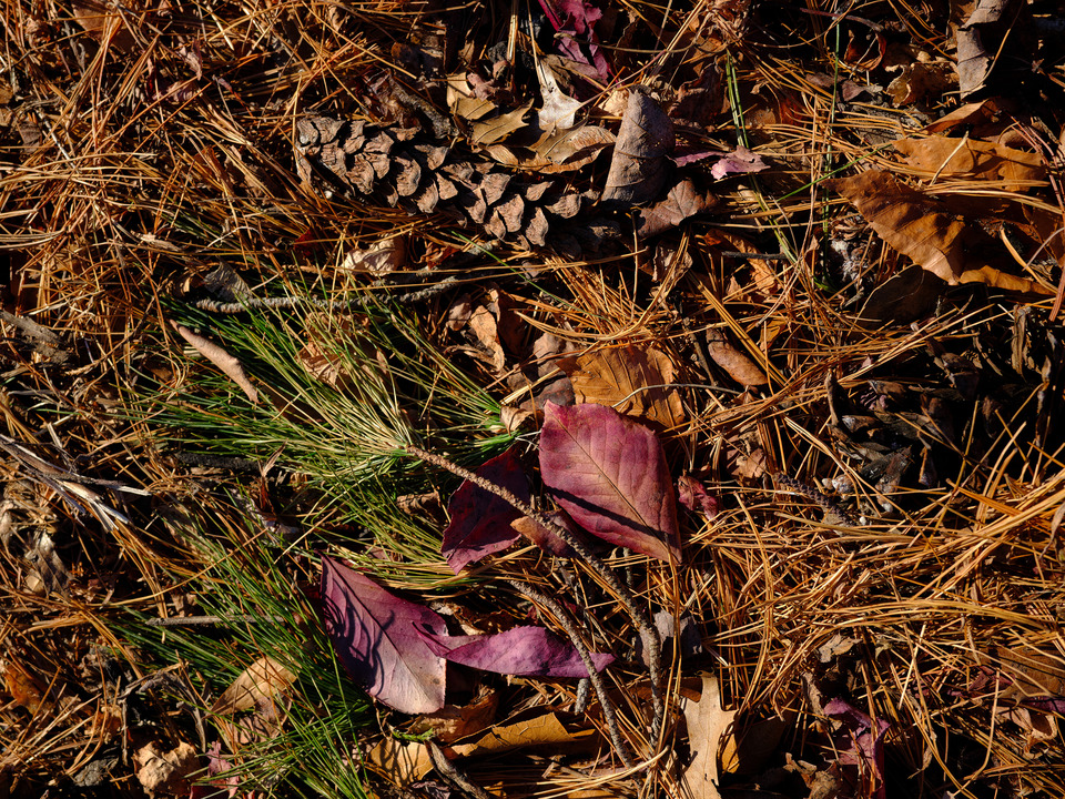 A Look at the Forest Floor