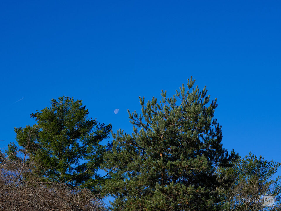 Moon, Jet Contrails, and Trees