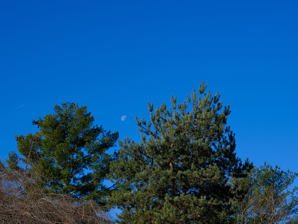 Moon, Jet Contrails, and Trees