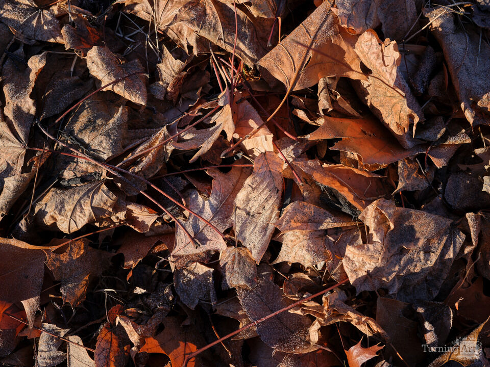Autumn Leaves on the Forest Floor