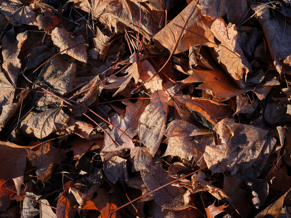 Autumn Leaves on the Forest Floor