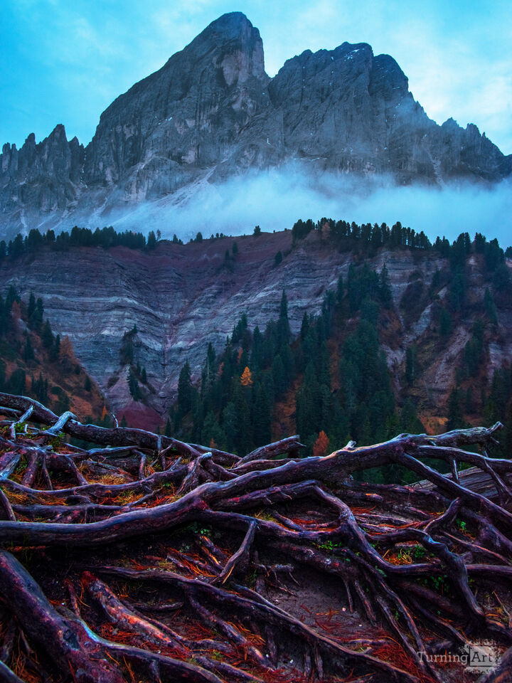 Roots of the World Tree