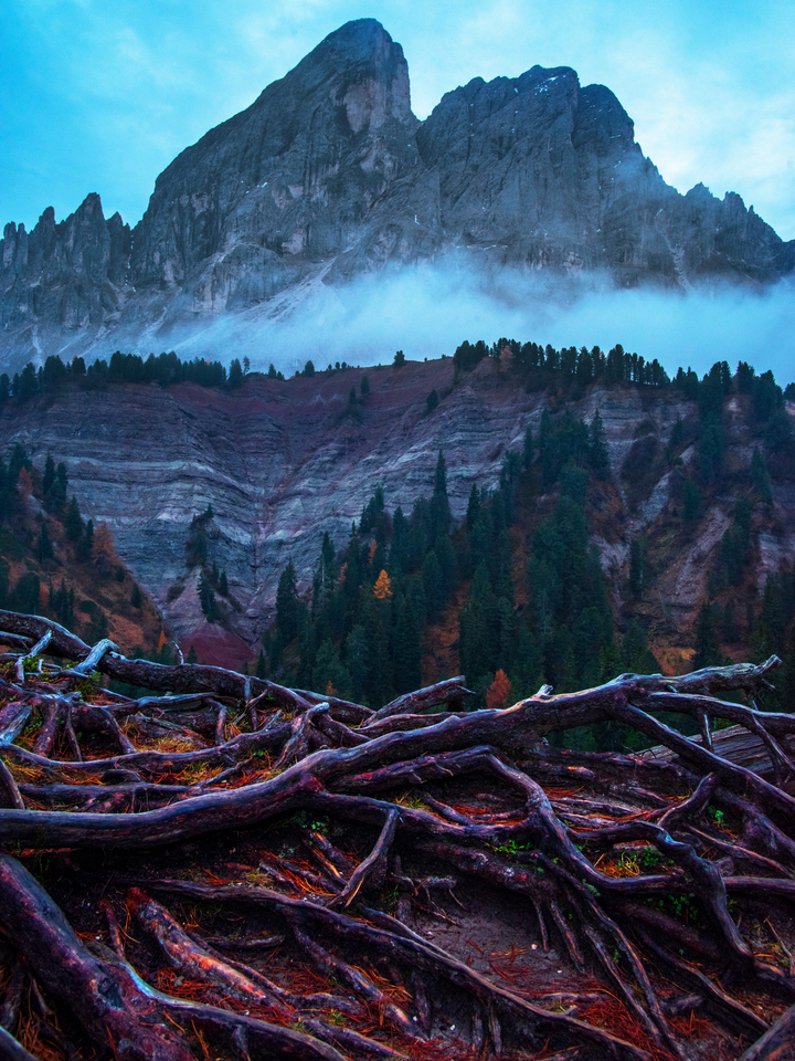 Roots of the World Tree