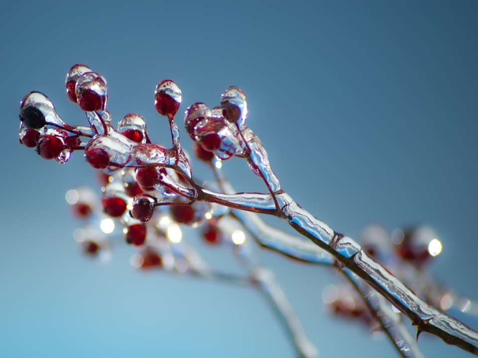 Glass Berries 2