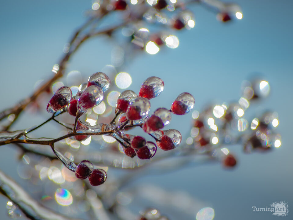 Glass Berries 4