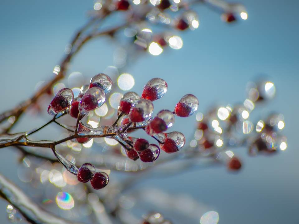 Glass Berries 4
