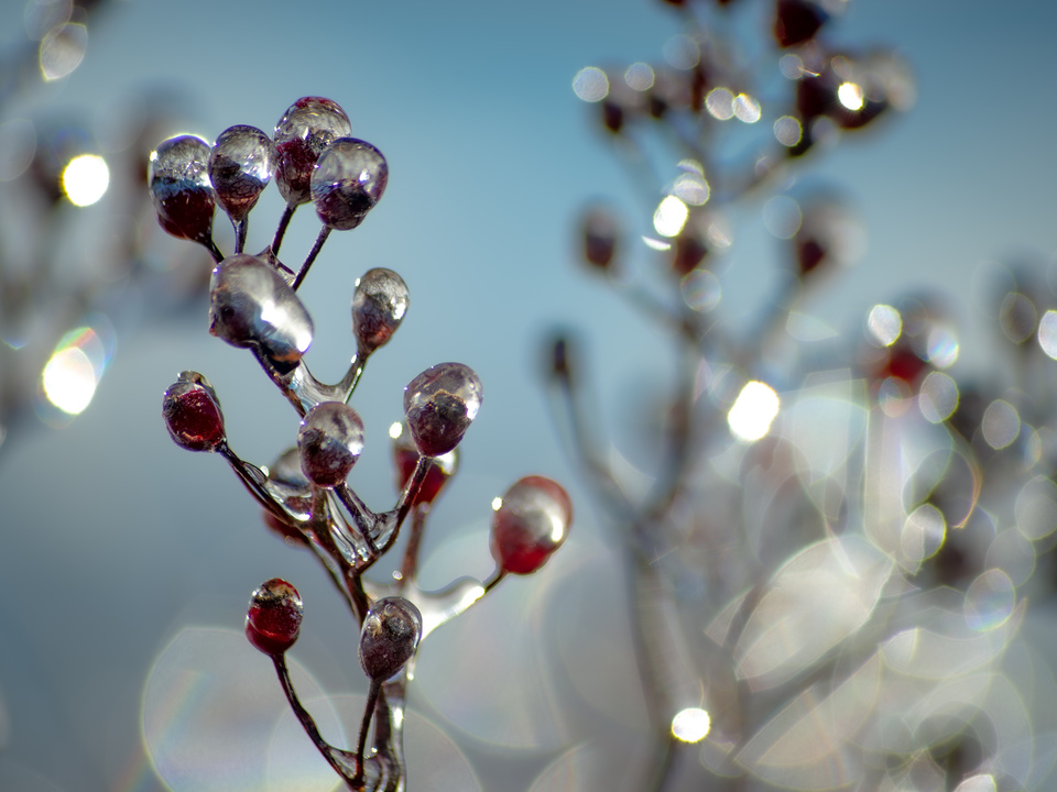 Glass Berries 6