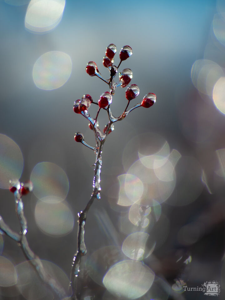 Glass Berries 8