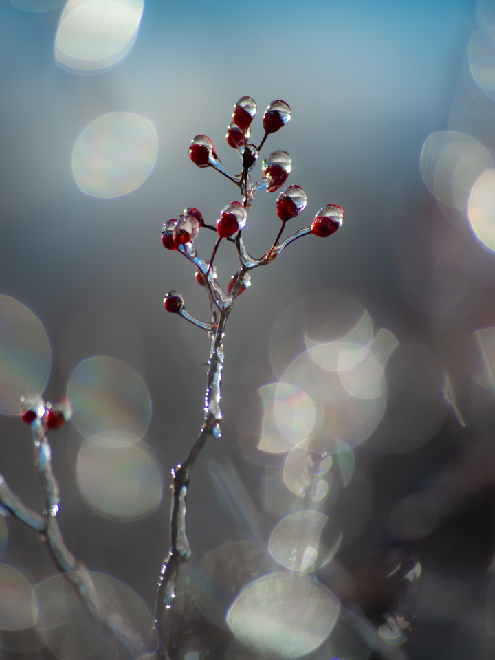 Glass Berries 8
