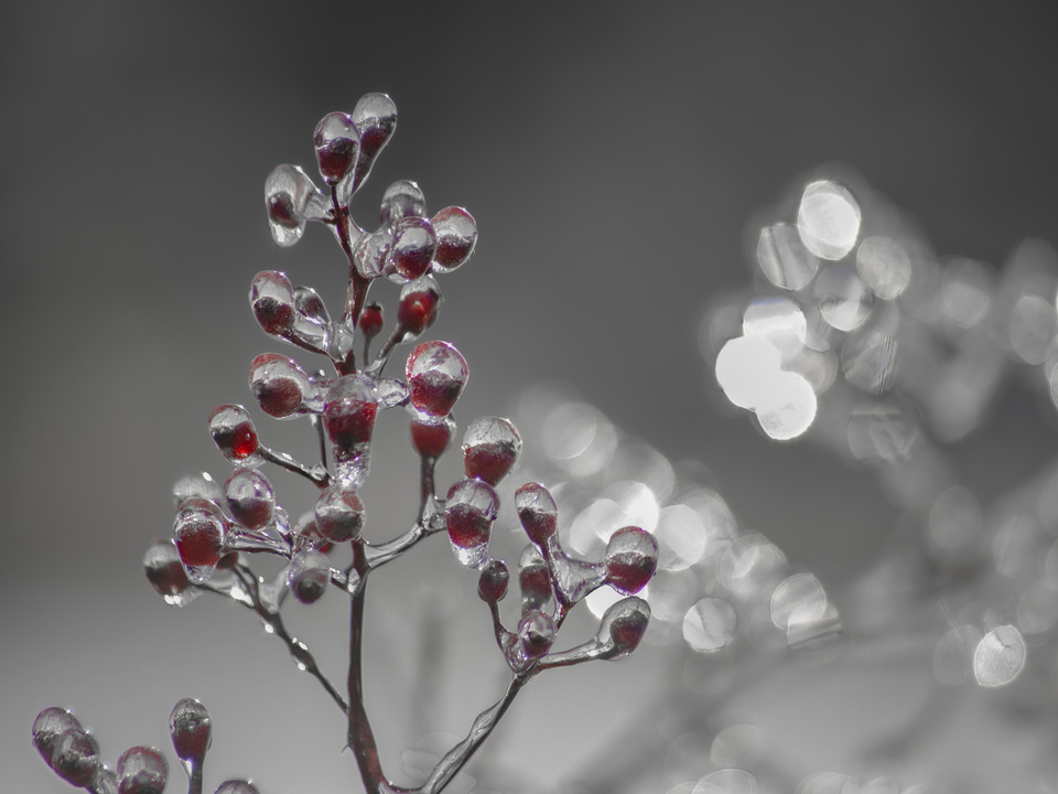 Glass Berries 9