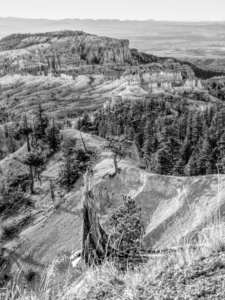 Awakening Bryce Canyon Vertical Grayscale