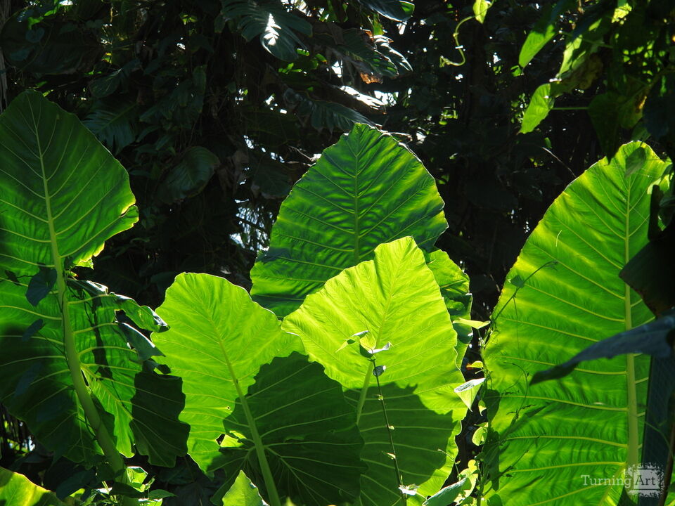 Hawaiian Botanical Beauty #1
