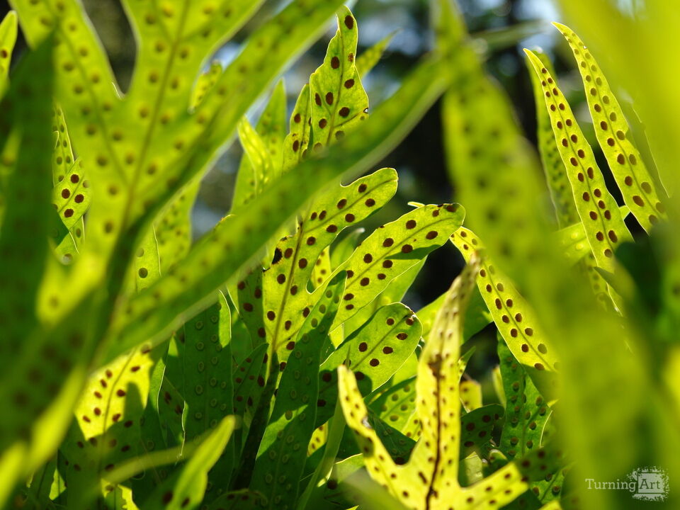 Hawaiian Botanical Beauty #2
