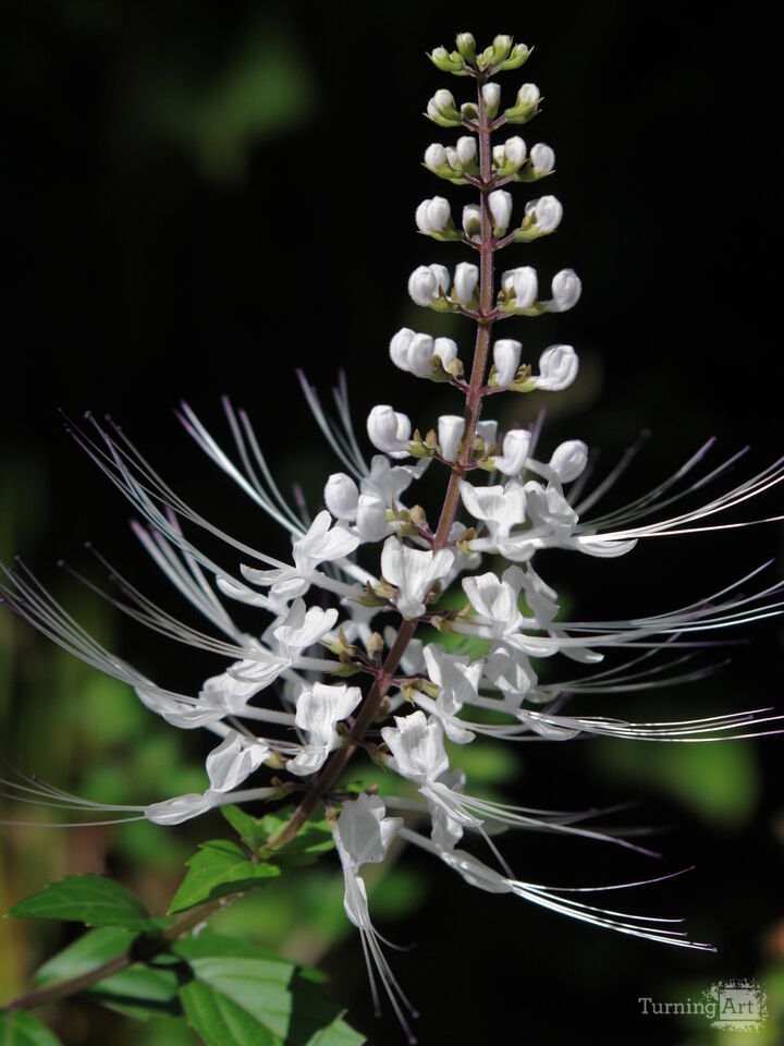 Hawaiian Botanical Beauty #4