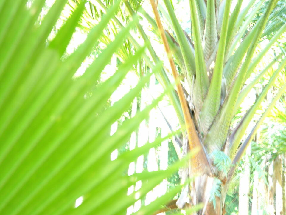 Hawaiian Botanical Beauty #5