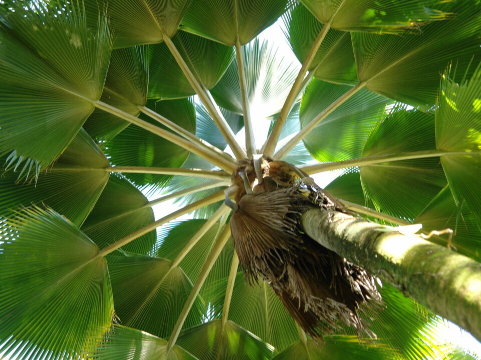 Hawaiian Botanical Beauty #6
