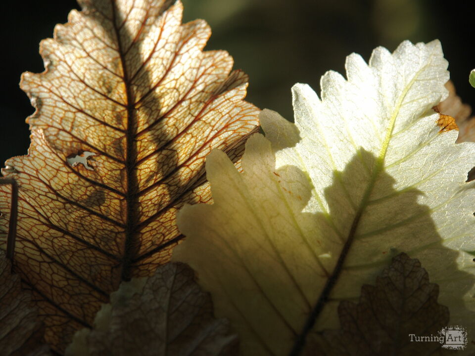 Hawaiian Botanical Beauty #7