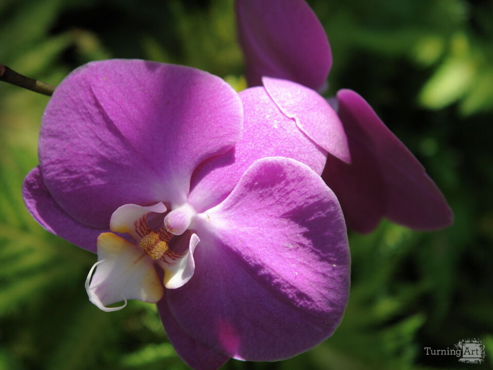 Hawaiian Botanical Beauty #8