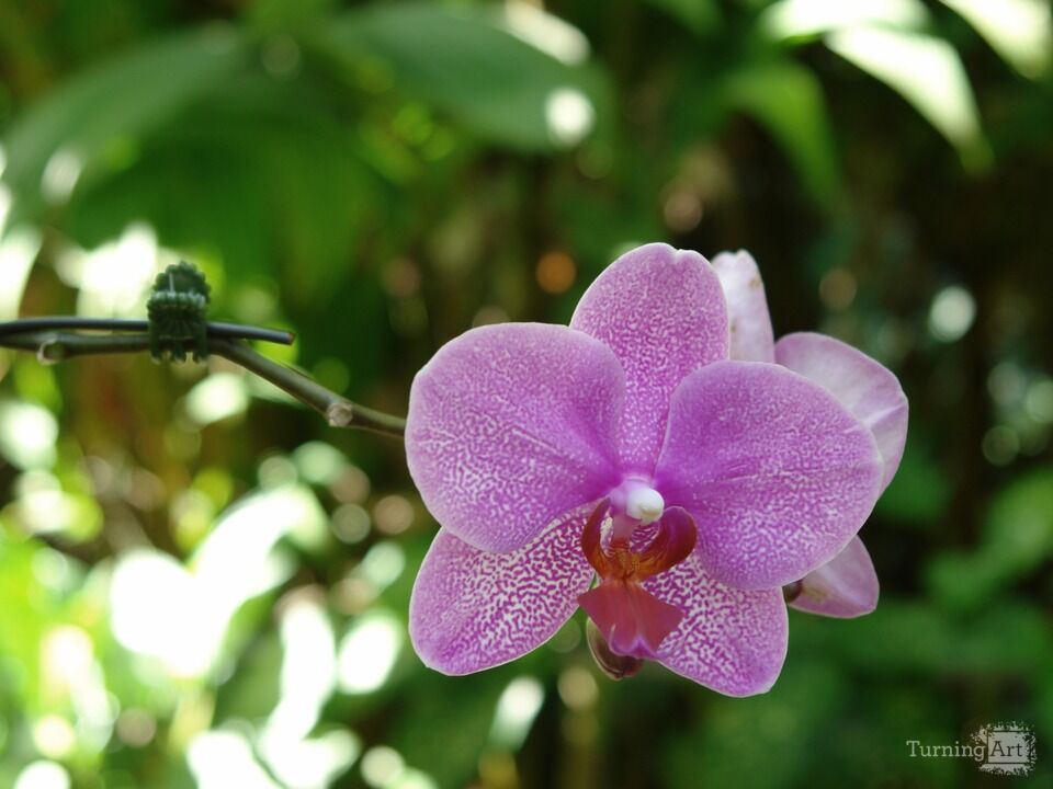 Hawaiian Botanical Beauty #9