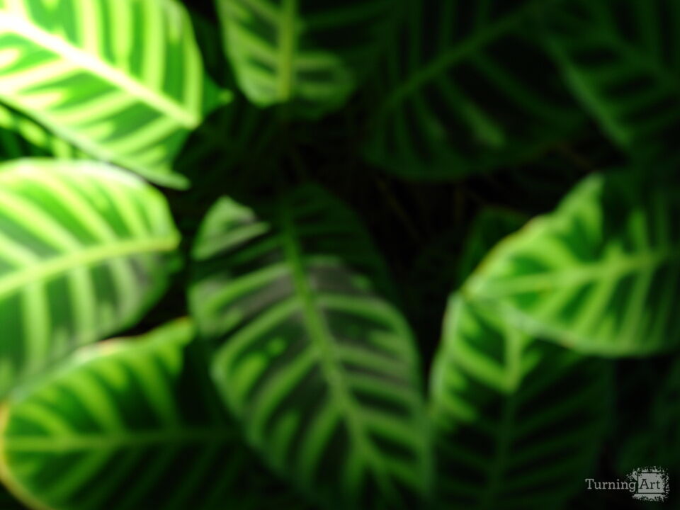 Hawaiian Botanical Beauty #10