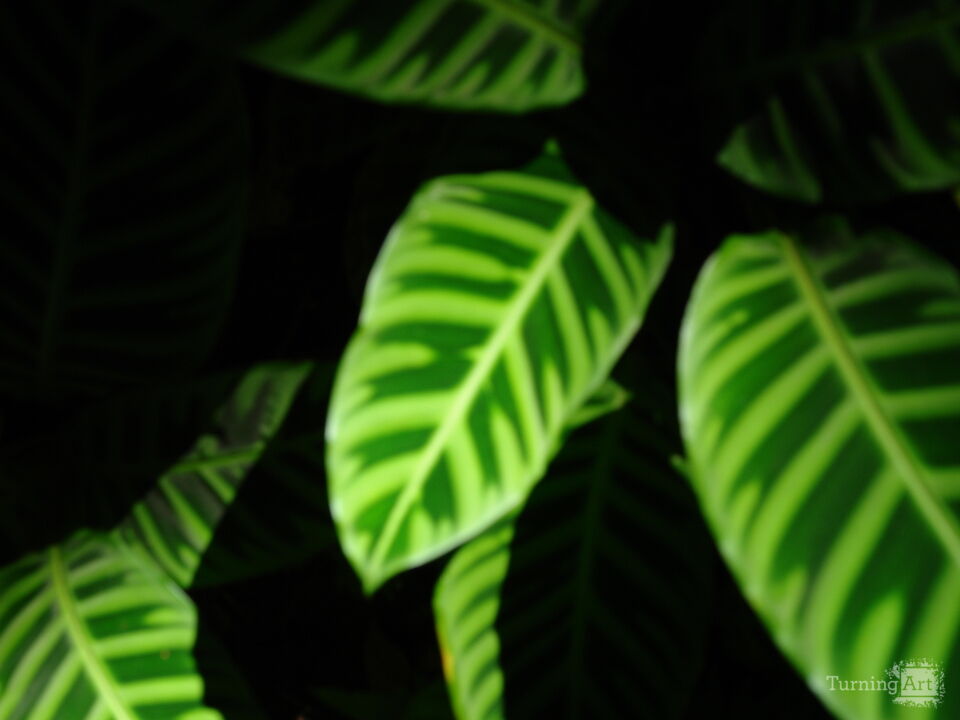 Hawaiian Botanical Beauty #11