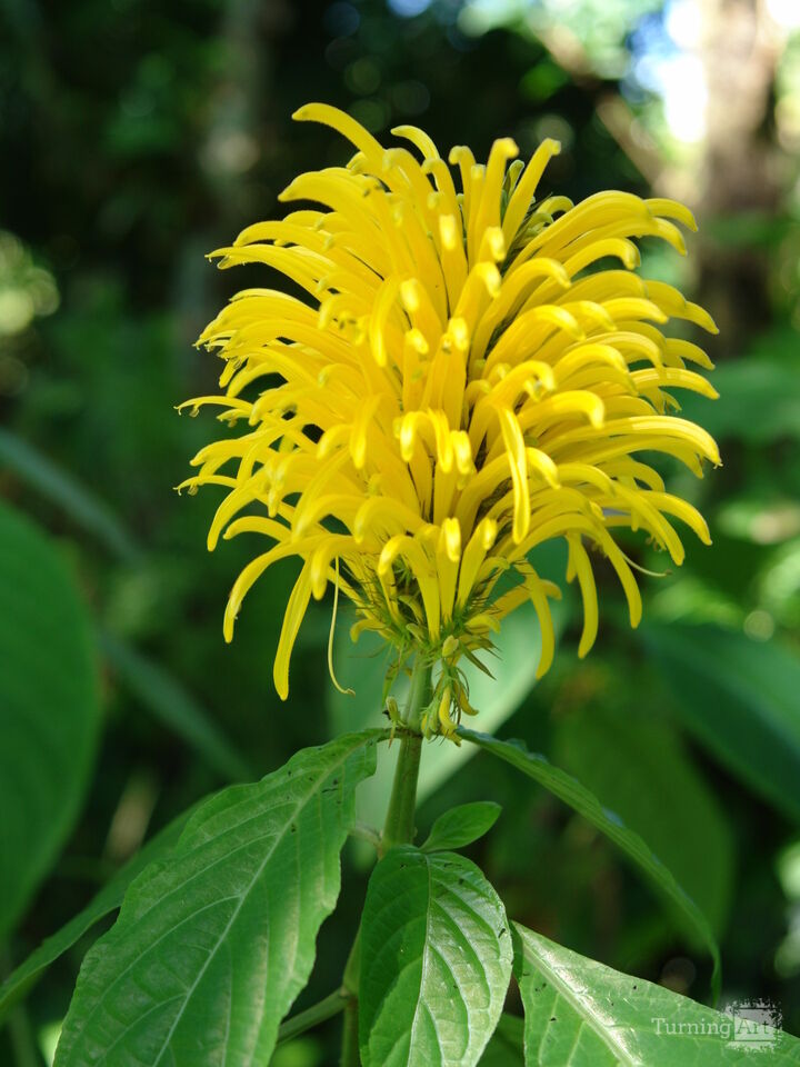 Hawaiian Botanical Beauty #13