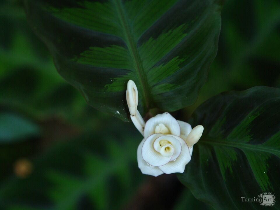 Hawaiian Botanical Beauty #14