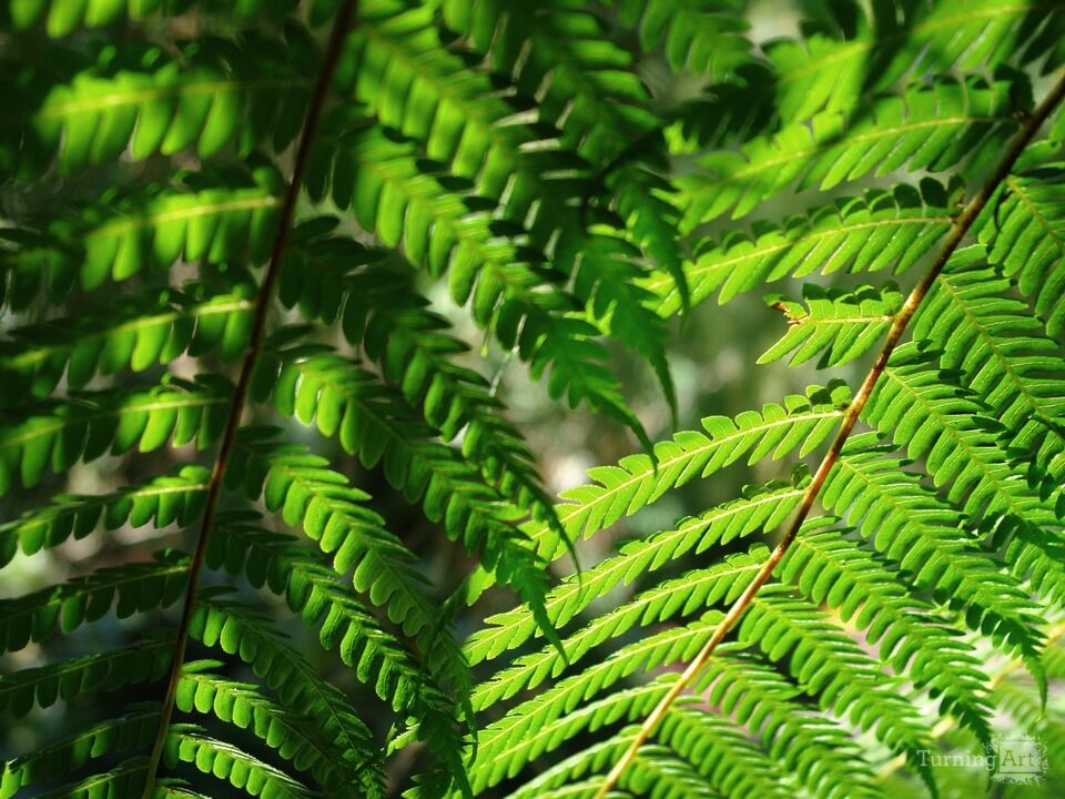 Hawaiian Botanical Beauty #15