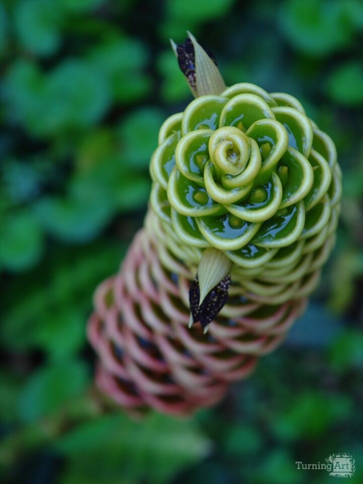 Hawaiian Botanical Beauty #16