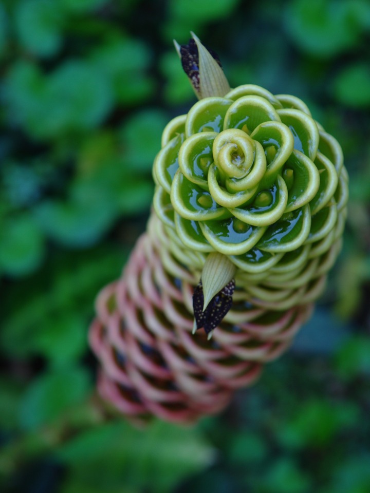 Hawaiian Botanical Beauty #16