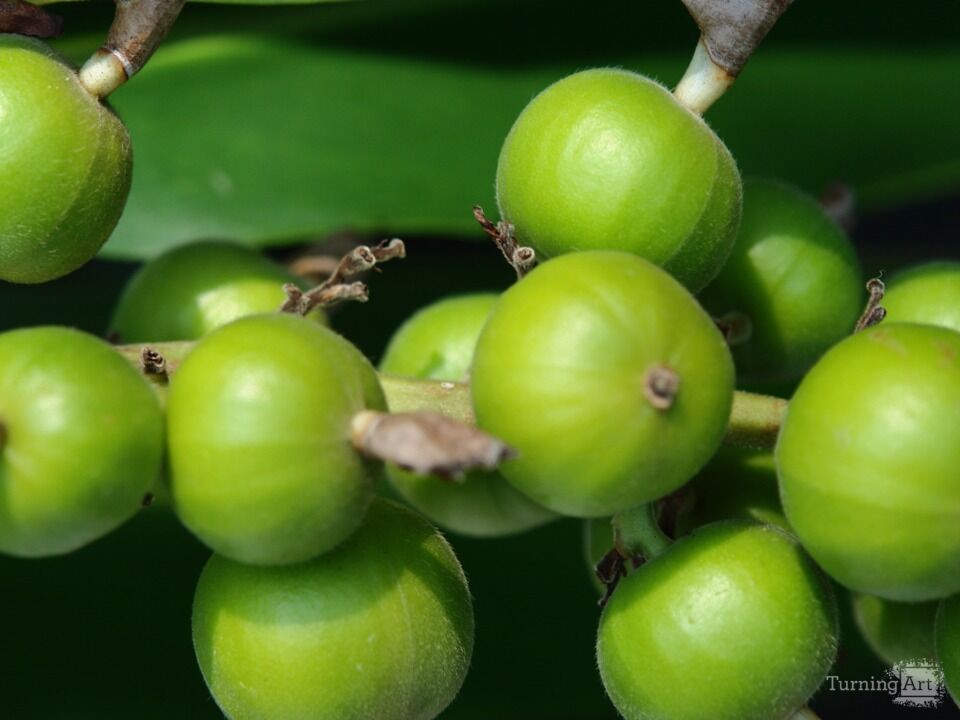 Hawaiian Botanical Beauty #17