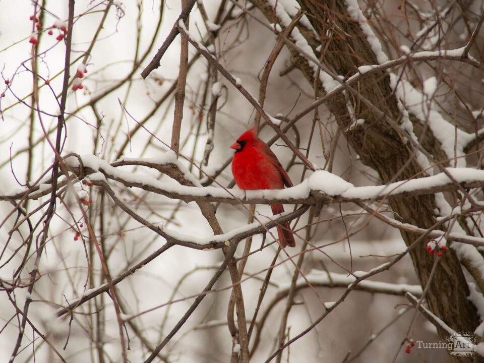 Winter Cardinal