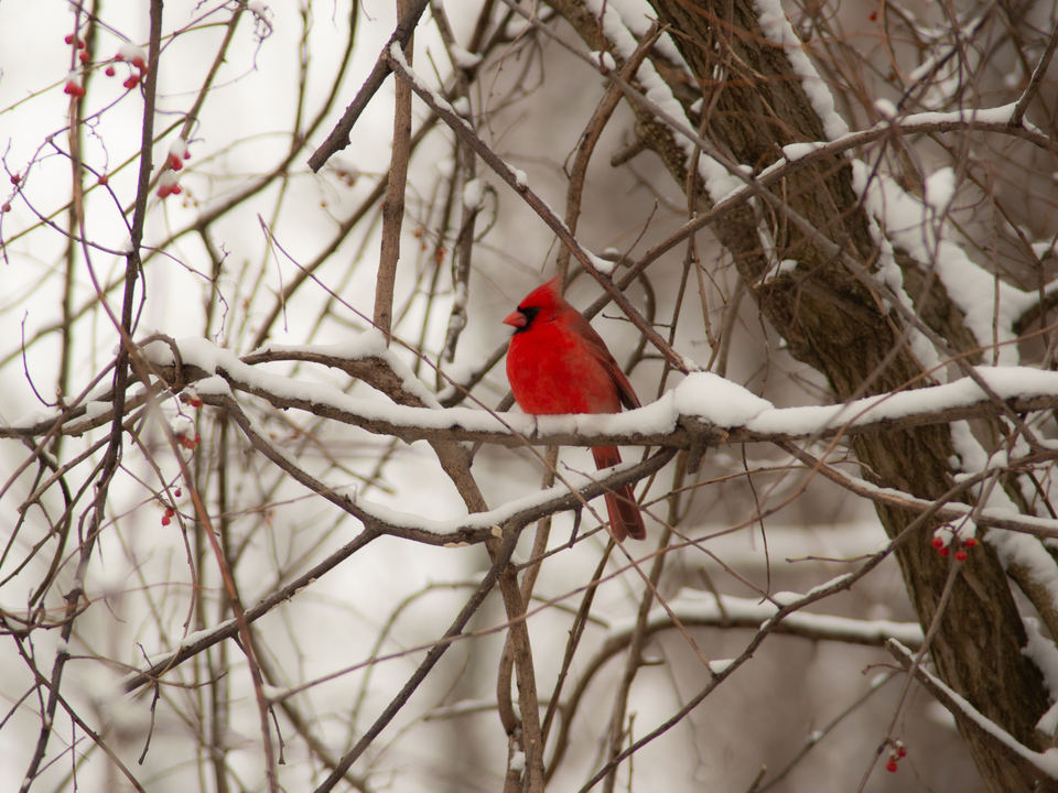 Winter Cardinal