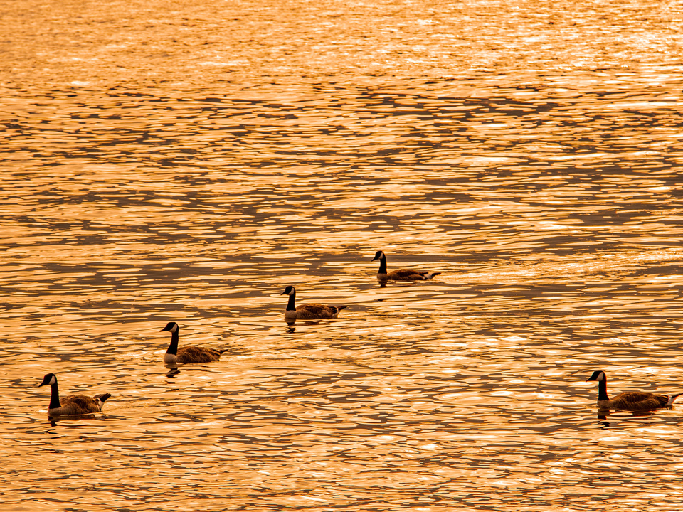 Golden Geese
