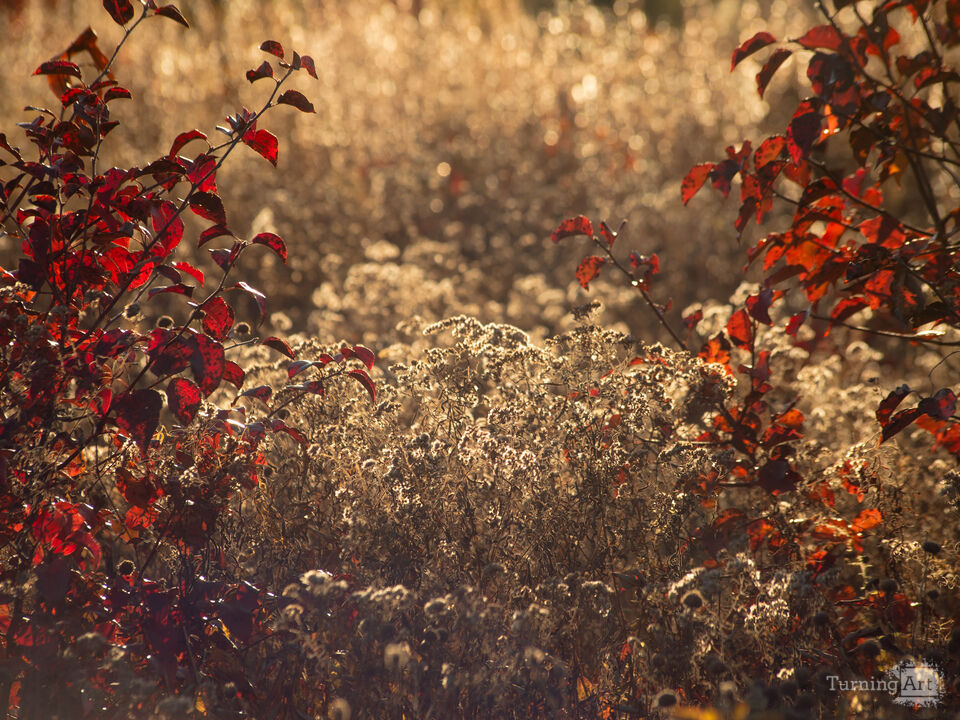 Autumn Light