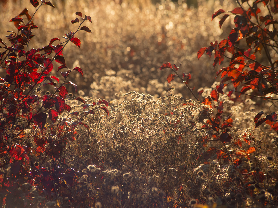 Autumn Light