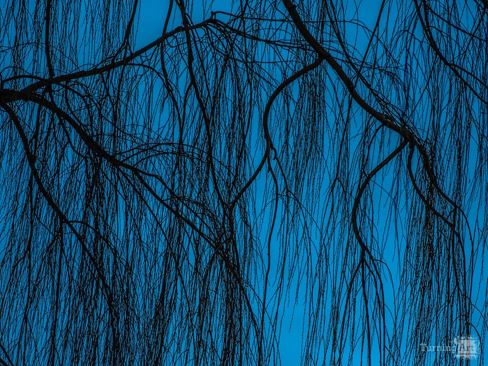 Winter Willow