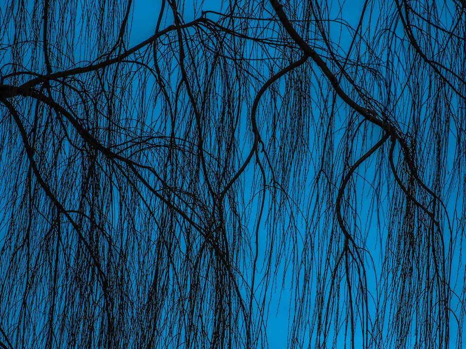 Winter Willow