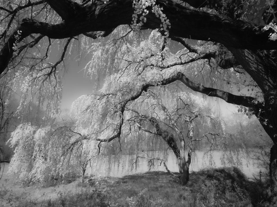 Under the Willows