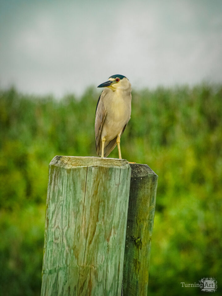 Night Heron