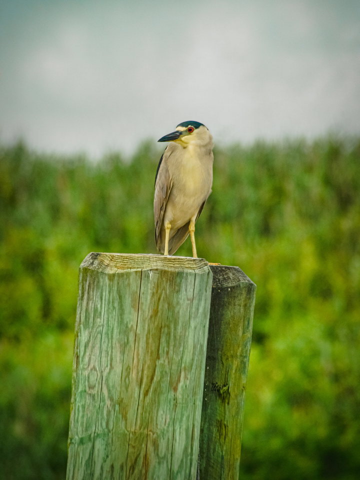 Night Heron