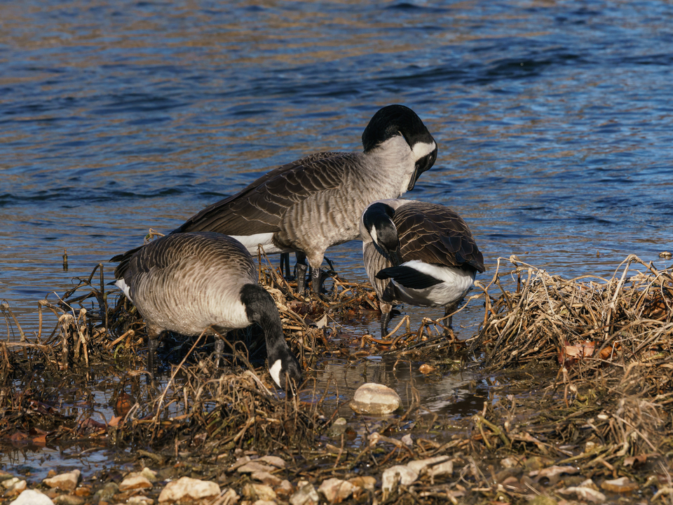 Grooming Geese