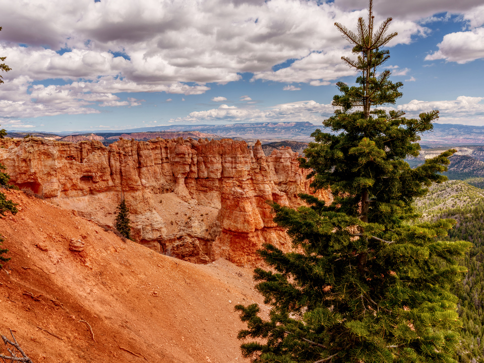 Black Birch Canyon In Bryce