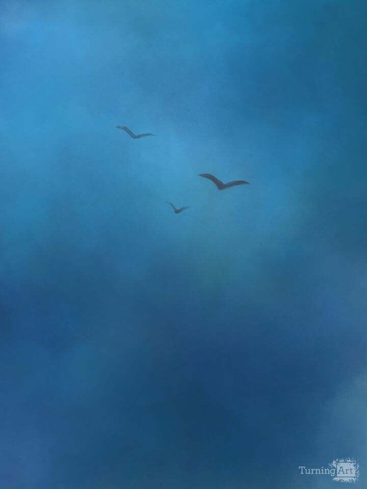 Birds in the Sky
