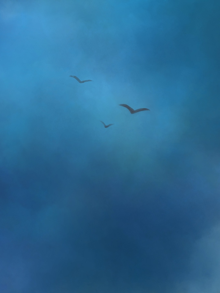 Birds in the Sky
