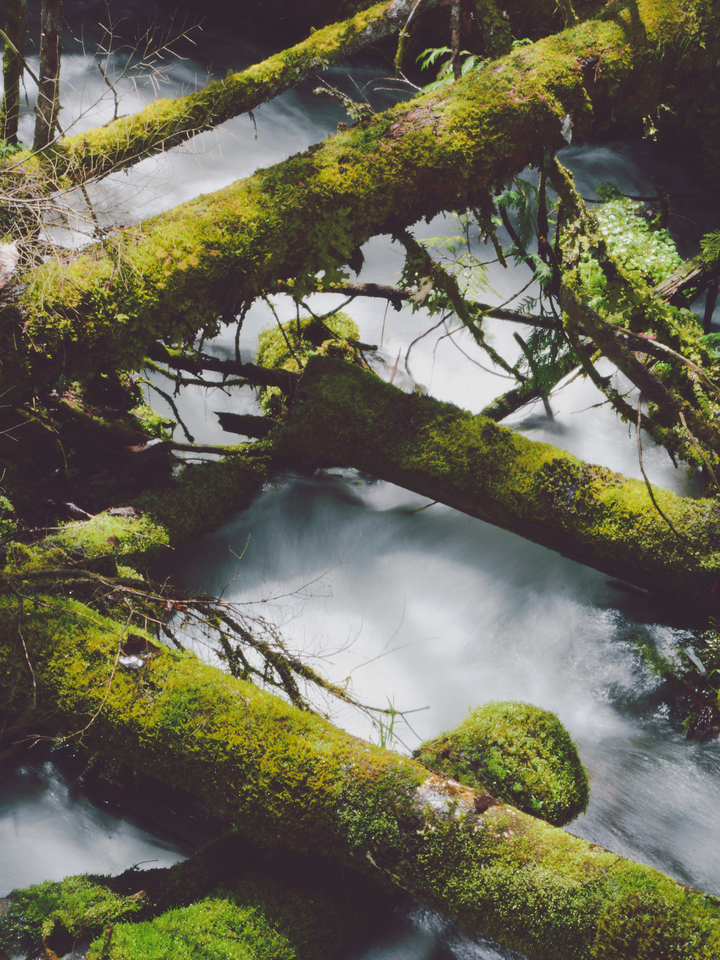 Mossy Logs